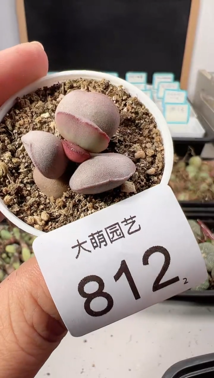 【闪购商品】++++812