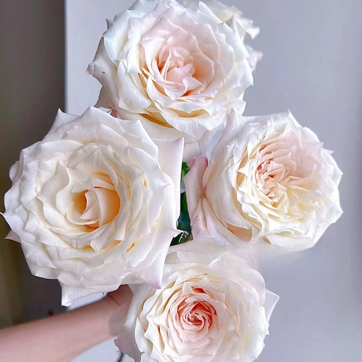 【一品花集】【佳人笑】单头玫瑰任意全场满一单包邮