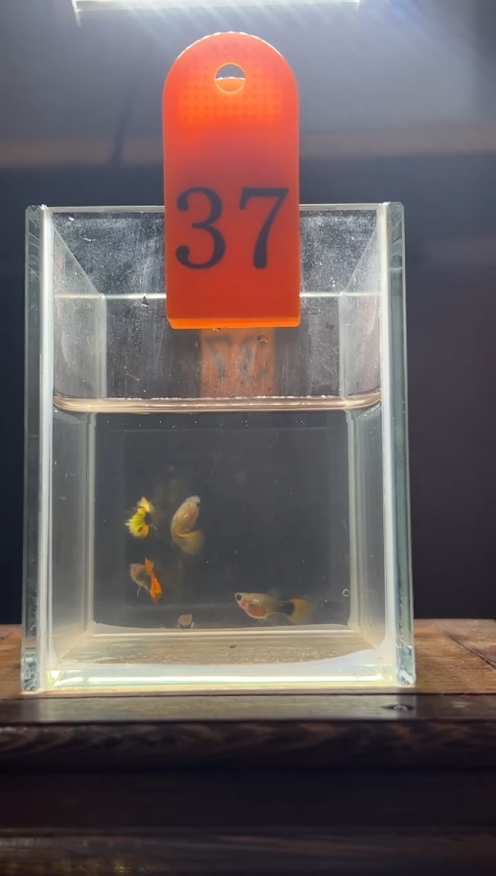 孔雀鱼小蜜蜂跑红短体37