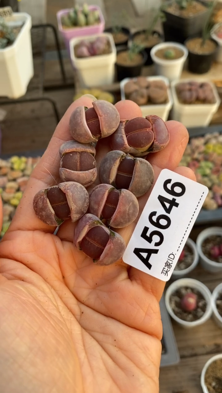 【闪购商品】5646直播一物一拍