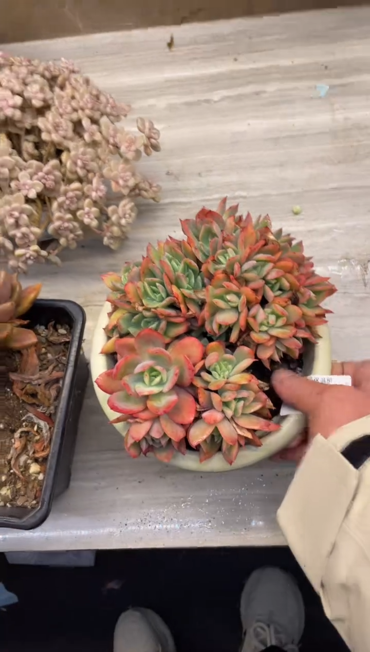 【闪购商品】2-183绮罗