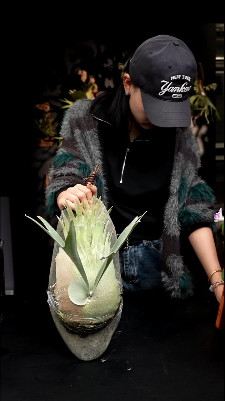 不开花植物LC0103-16 金刚狼