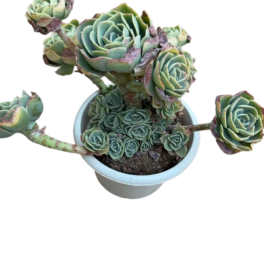精品多肉植物 柠檬玫瑰