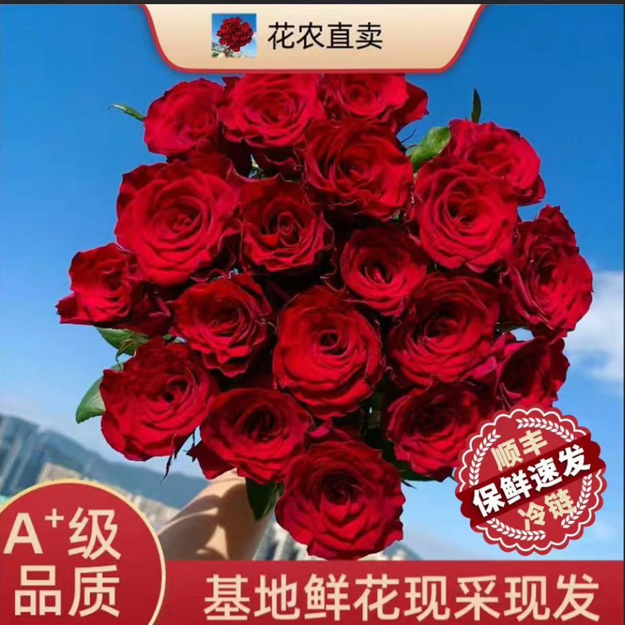 【两单顺丰一单中通】AB级高级红玫瑰酒杯型鲜切花云南基地现采批发