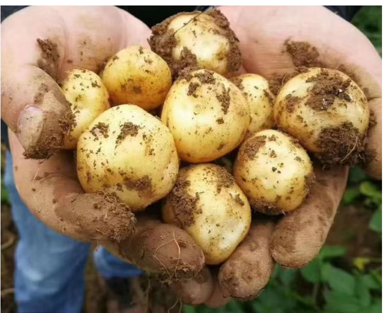 【马尔科】正宗恩施小土豆优质营养新鲜迷你农家自种高山小土豆