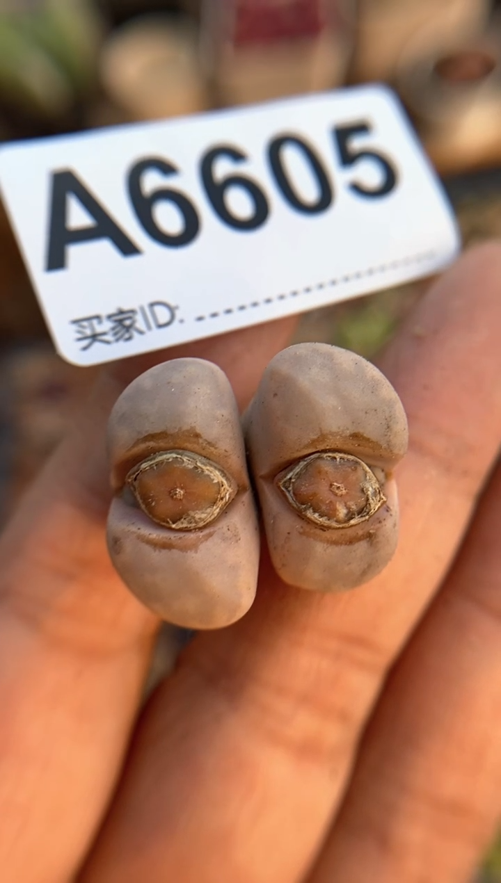 【闪购商品】6605直播一物一拍