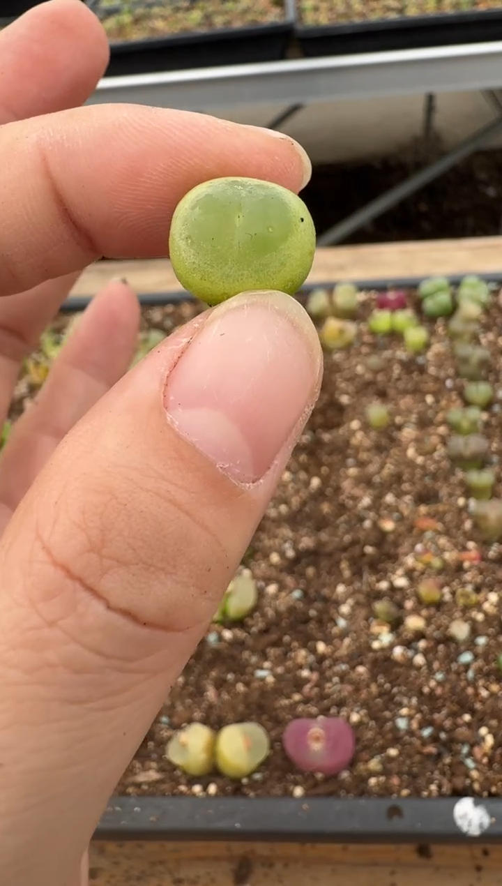 【闪购商品】6--40