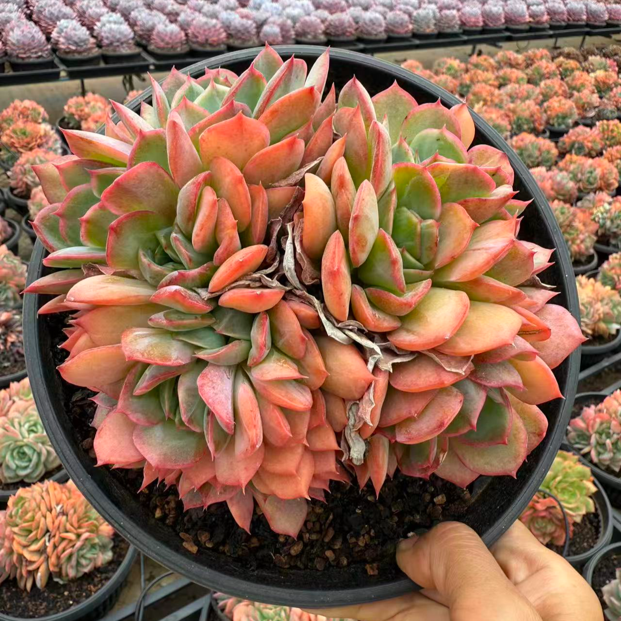 20#惜若多肉植物  前男友精品多肉 