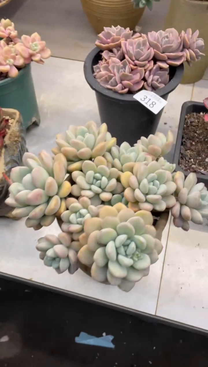 【闪购商品】320白鹭