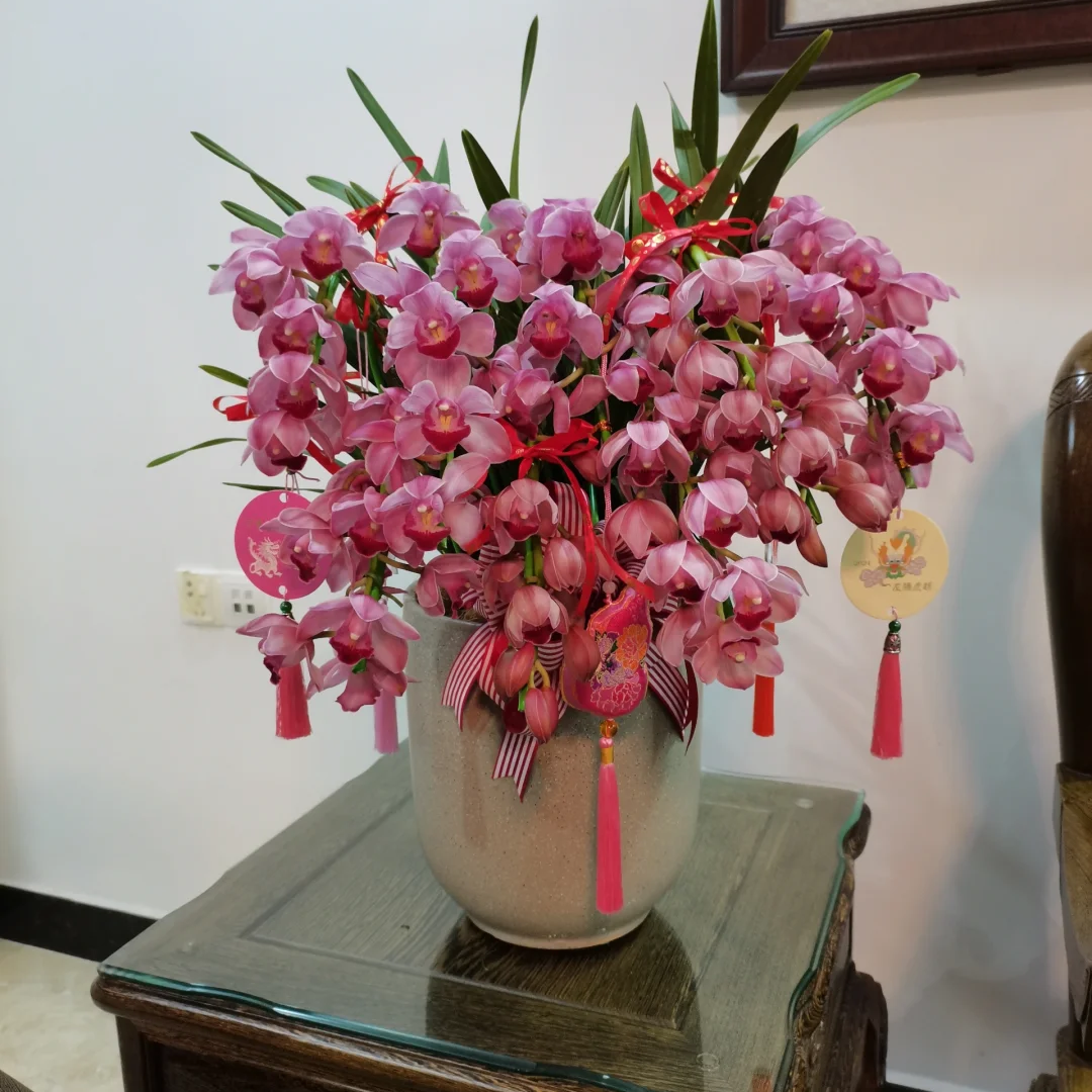 笑脸拱兰5枝剑大花蕙兰室年宵花花苞/开花/半开发货210盆（1312）