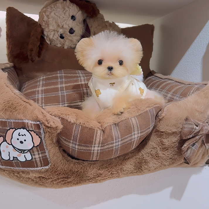 LicoLico(七夕专属链接)约克夏马尔济斯西施比熊可爱伴侣犬