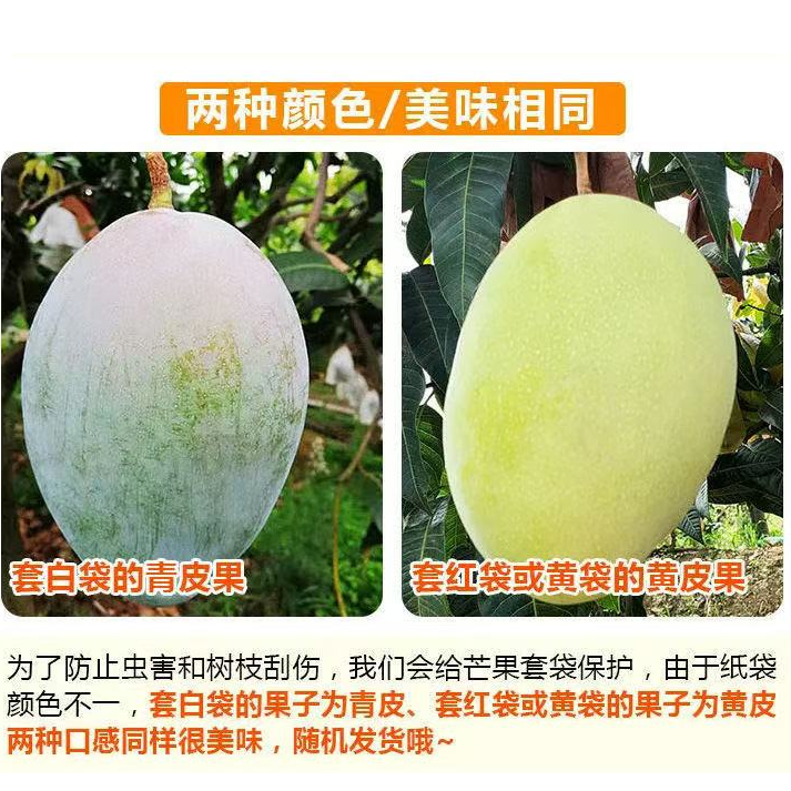 （青皮黄皮随机）【大芒果10斤】攀枝花凯特大脸芒酸甜多汁芒果