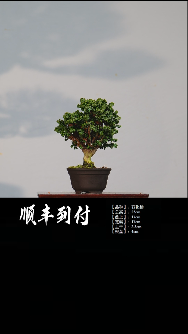 【闪购商品】·z117石化桧bubaoyuou