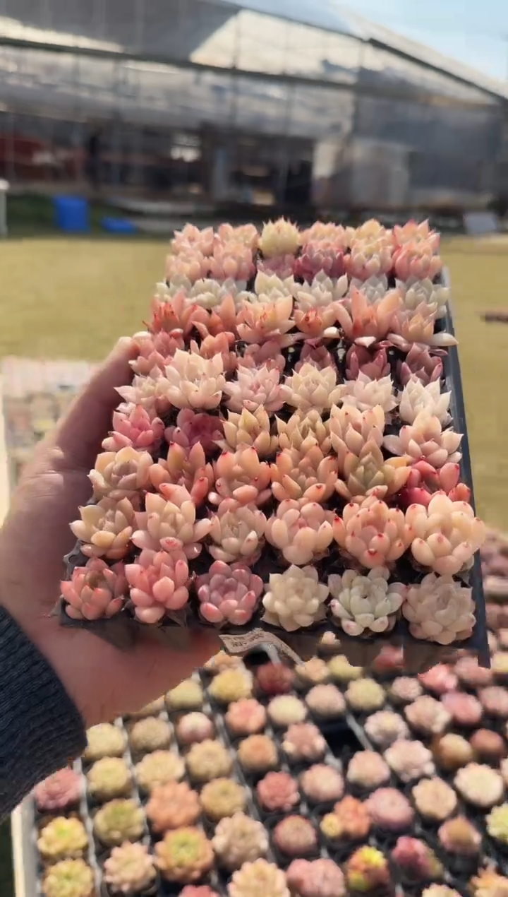 东云多肉园新款-85