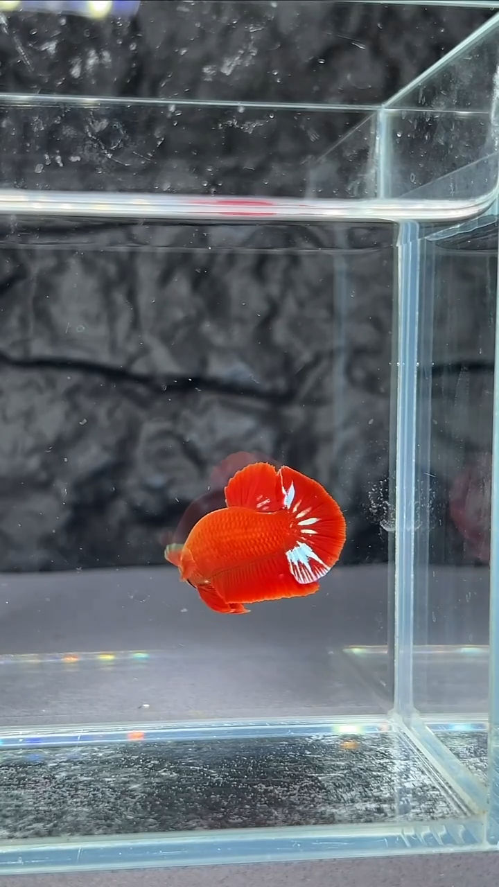 斗鱼竞拍链接A087