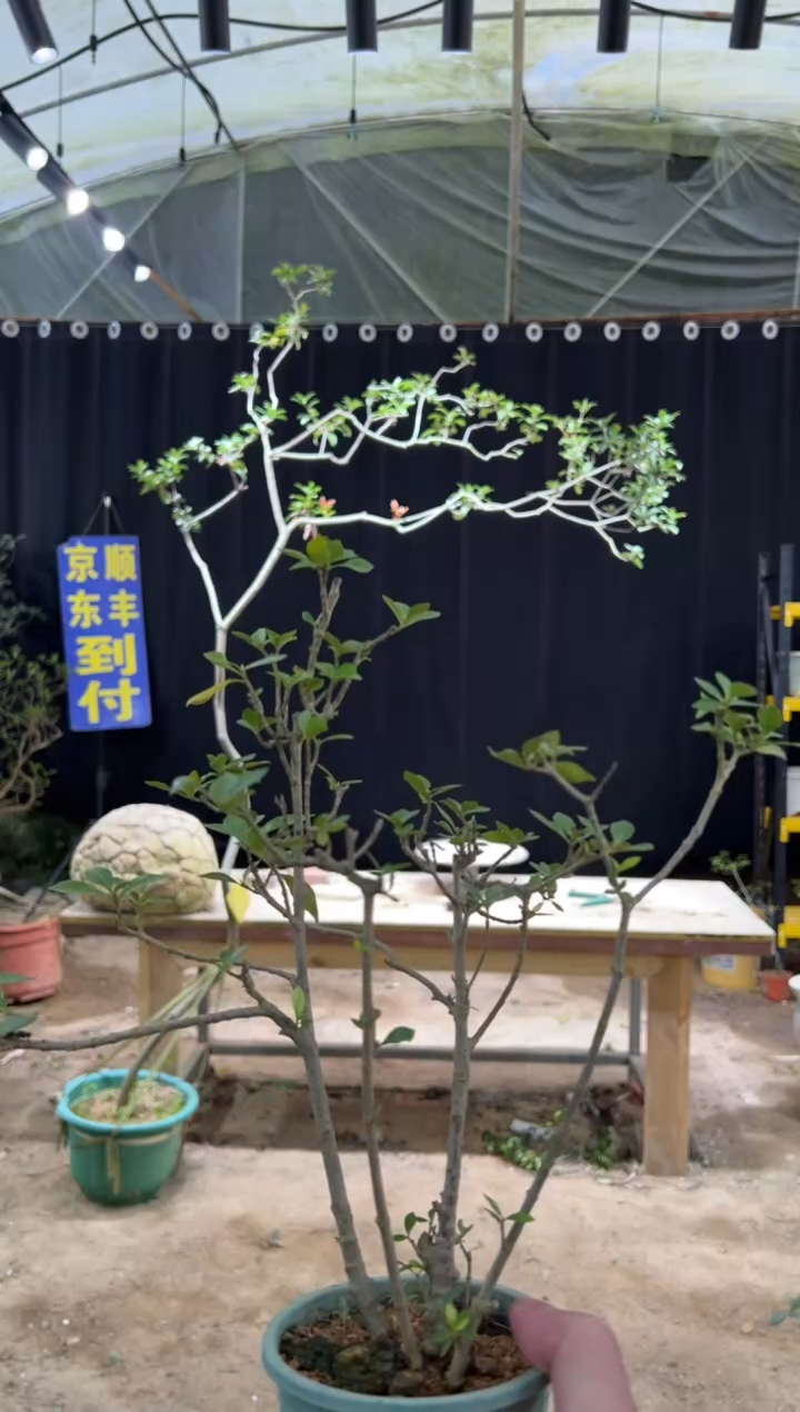 当前无花朵，栽培后可花朵缚**云 海岛栀子花