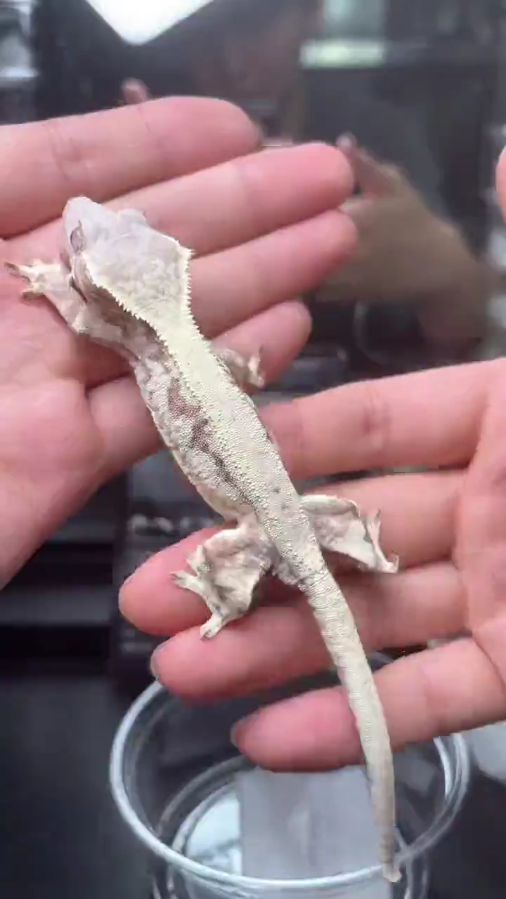 睫角守宫睫角守宫B21