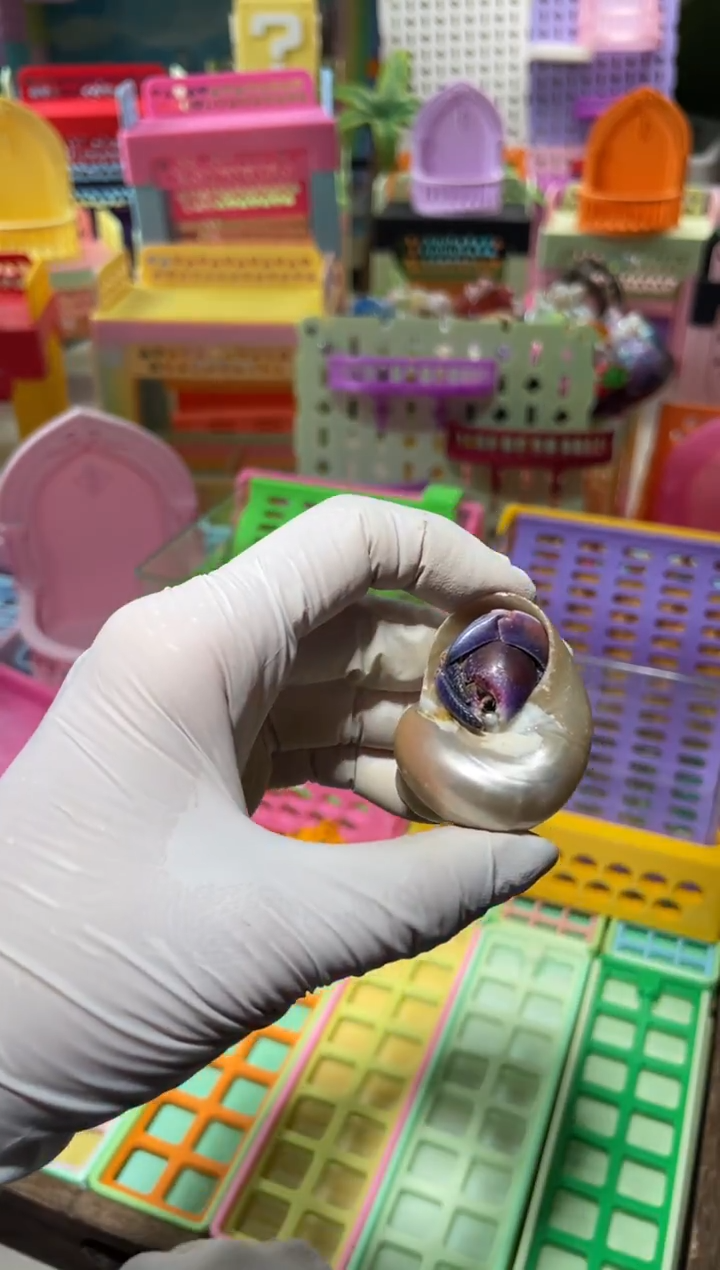 陌派有钳寄居蟹261紫陆