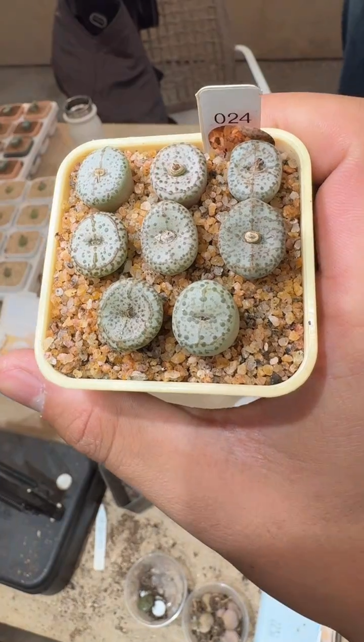 80多肉植物肉锥火龙果安贞一颗