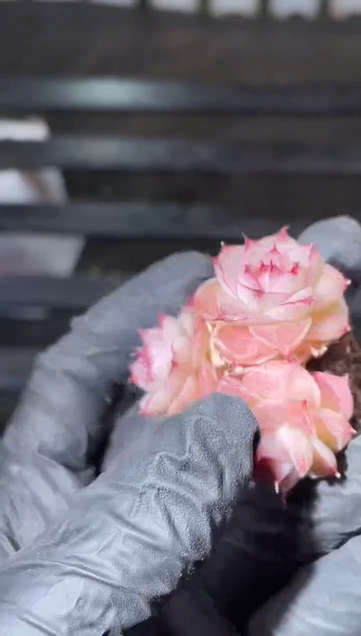 15-66女妖女王群3-4厘米不包整散量拍发一颗