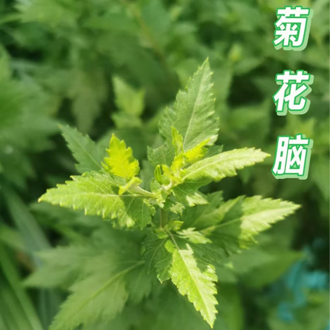 南京特产菊花脑野菜新鲜现采现挖农家自种1斤2斤3斤绿色蔬菜