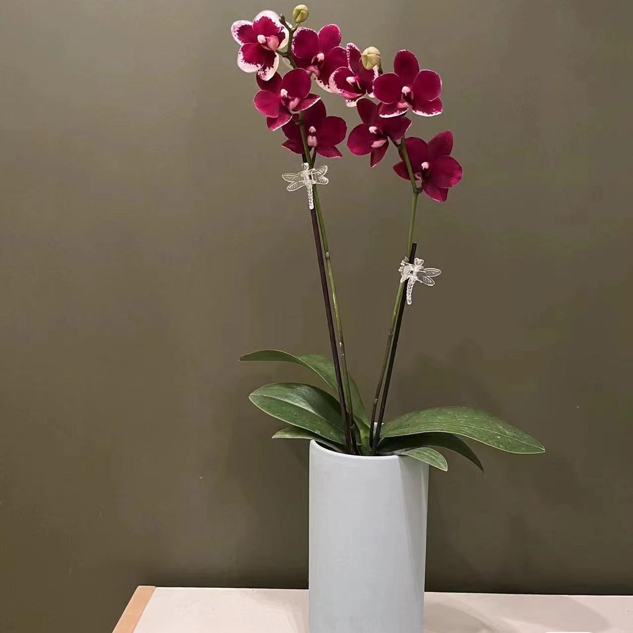 【胭脂】【同品5-6颗送盆】花润万家蝴蝶兰基地组盆易养活