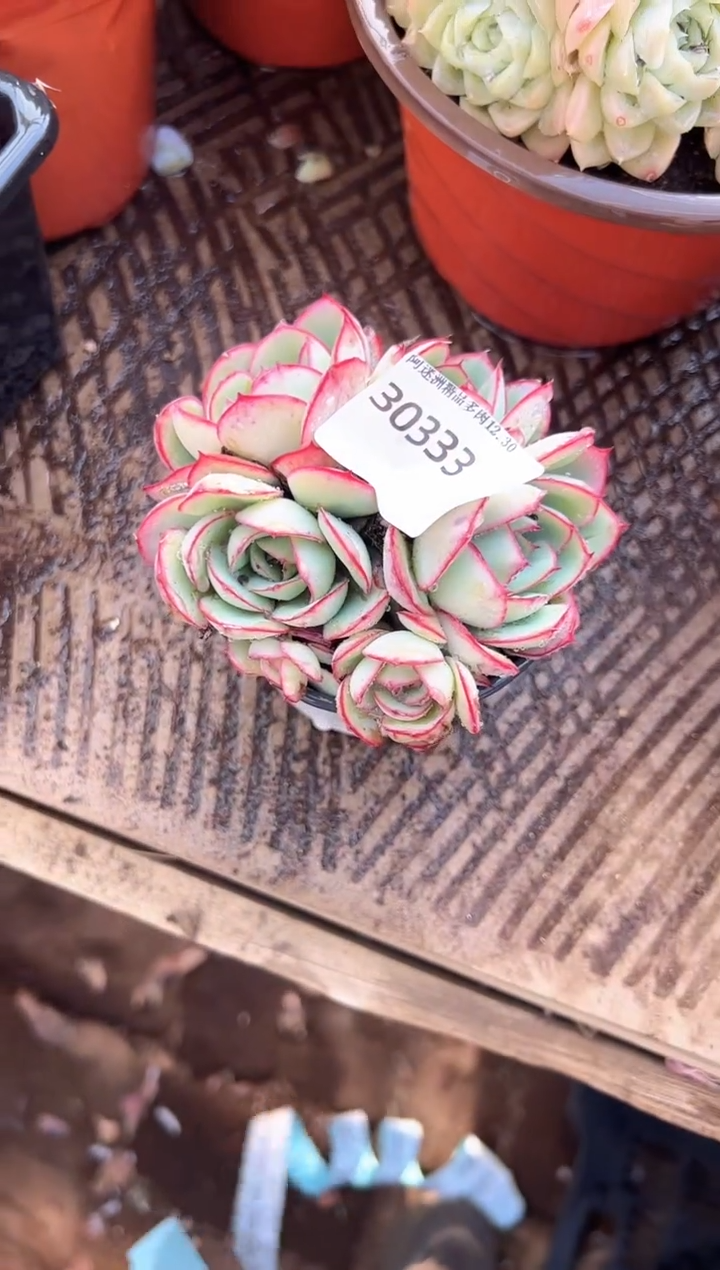 拾*多肉植物一物一拍30333