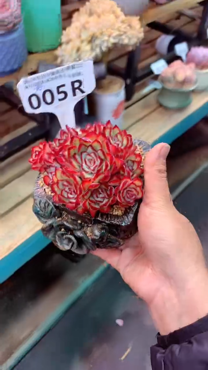 005R（一物一拍，精品多肉，所见即所得 ）