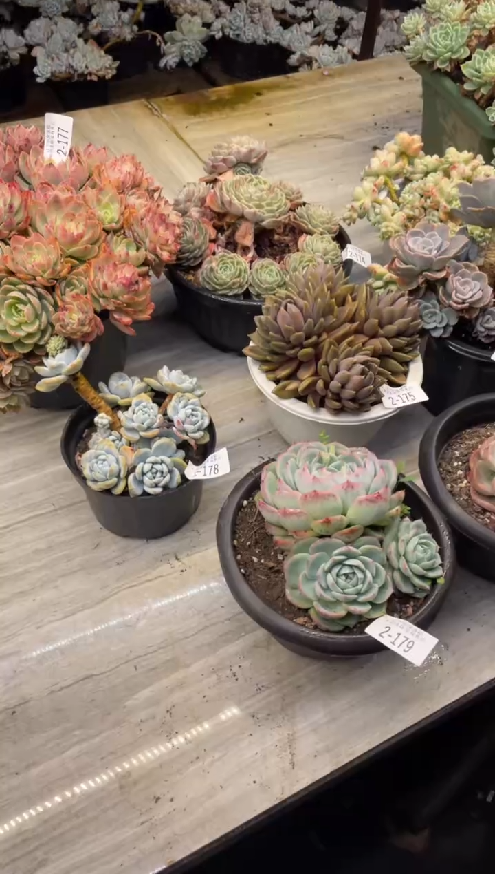 【闪购商品】2-179侧影