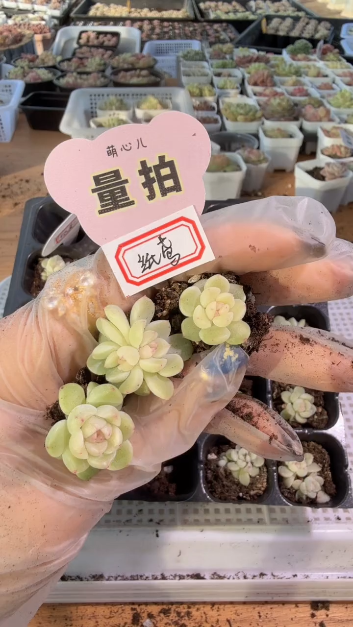 纸鸢 单双混 3颗量拍混发 满9.9包邮