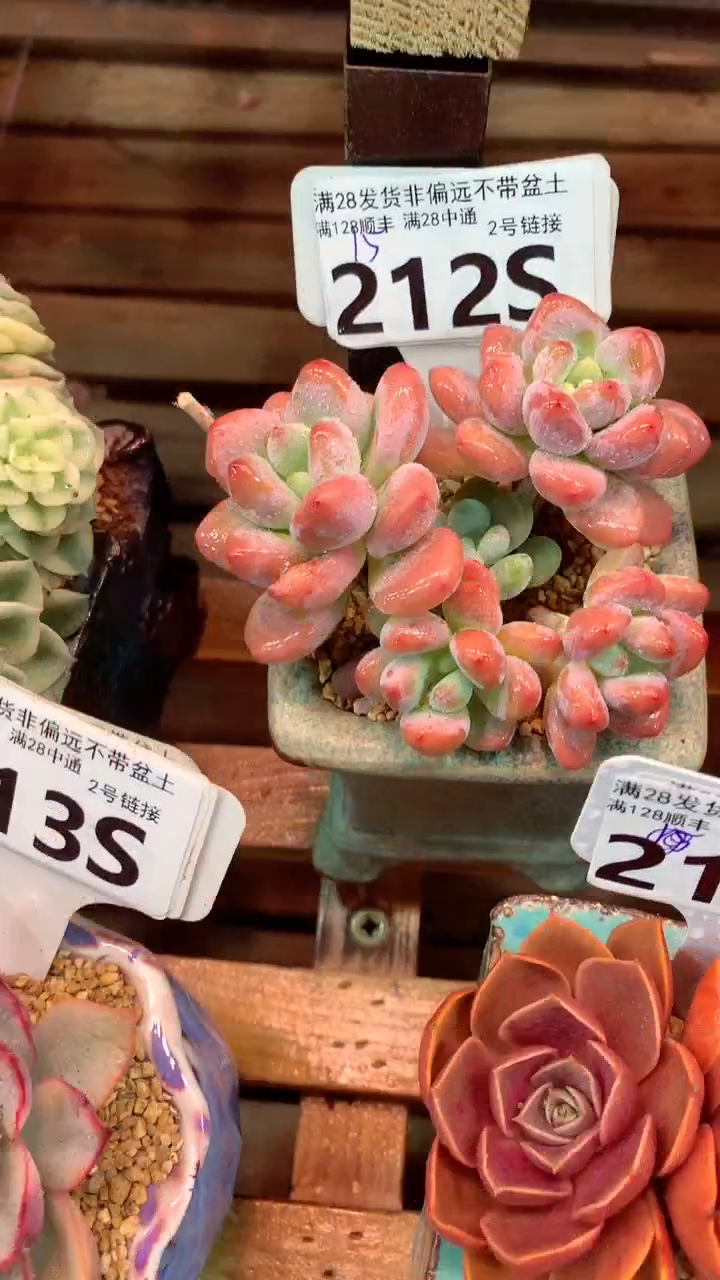 212S（一物一拍实付满28发货，默认不带盆土）