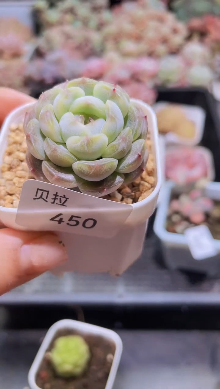 【闪购商品】450白色恋人