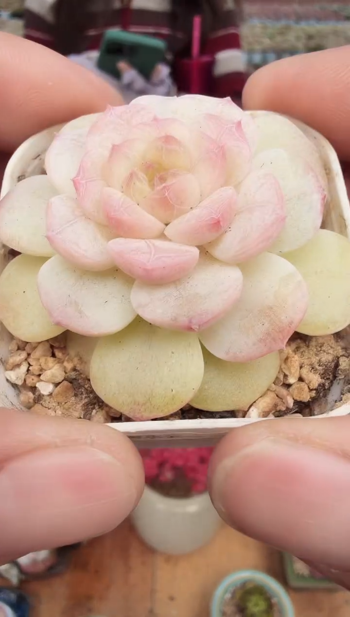 东云多肉园新款-141