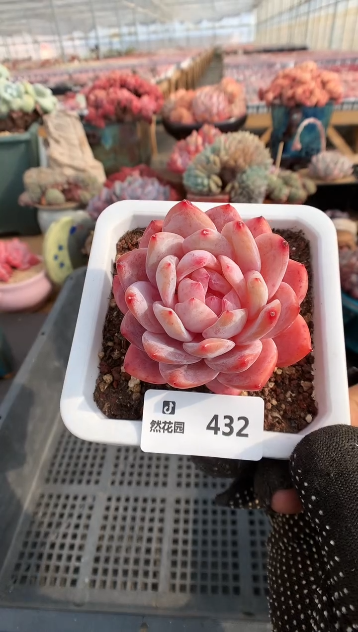 【闪购商品】432雪天使一物一拍