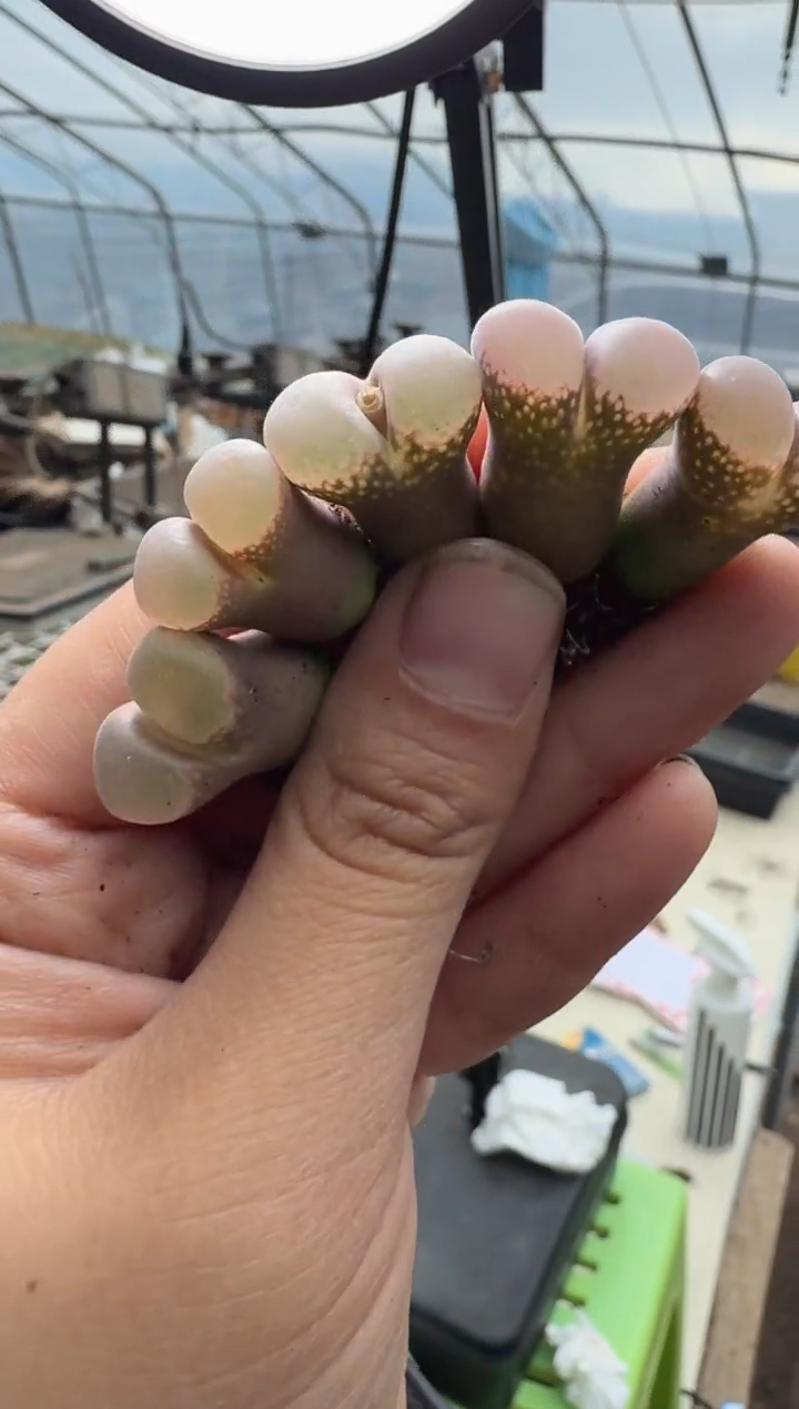 36多肉植物肉锥紫露一颗