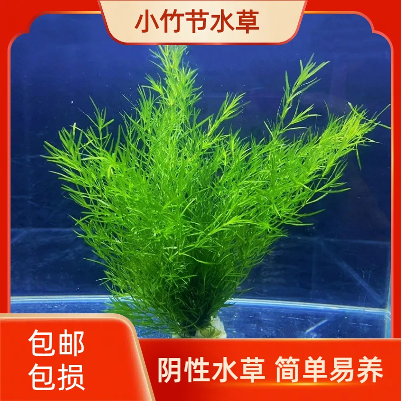 印度小竹节竹节草真水草水族箱鱼缸造景新手懒人水草专用水培植物