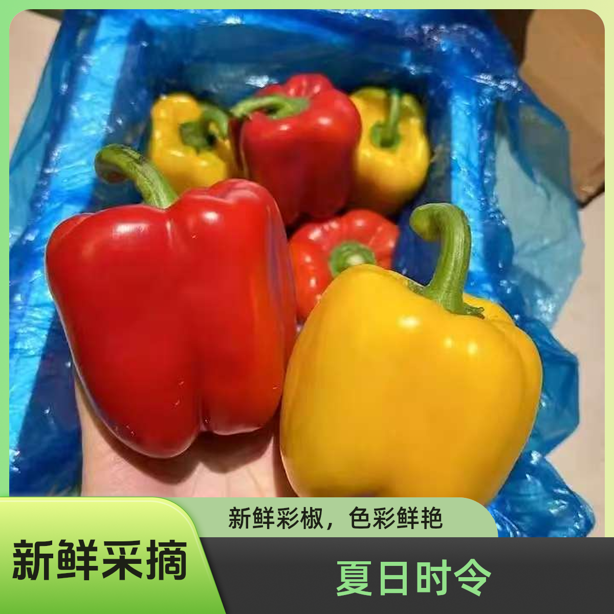 新鲜采摘水果彩椒