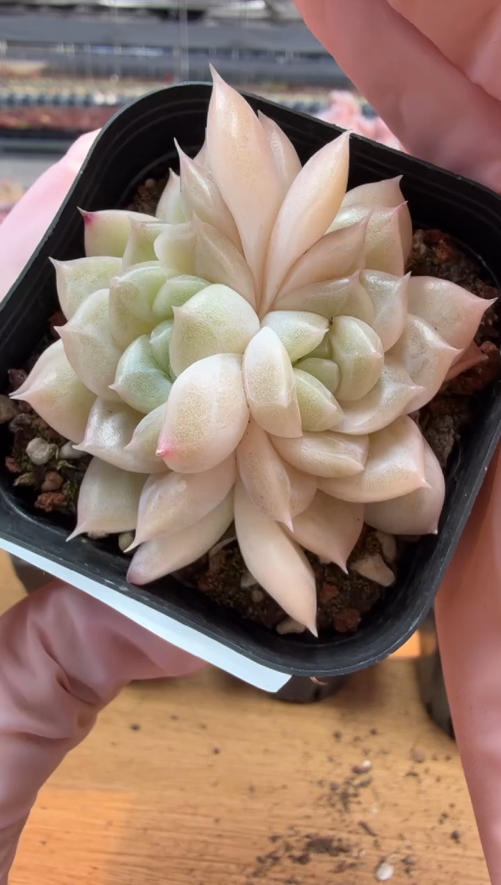 东云多肉园三店-71