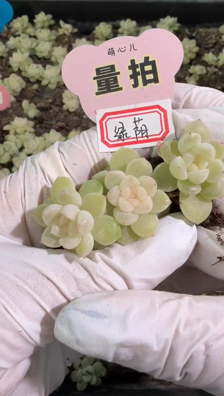 绿荫单双混 黑框3颗量拍混发 满9.9包邮