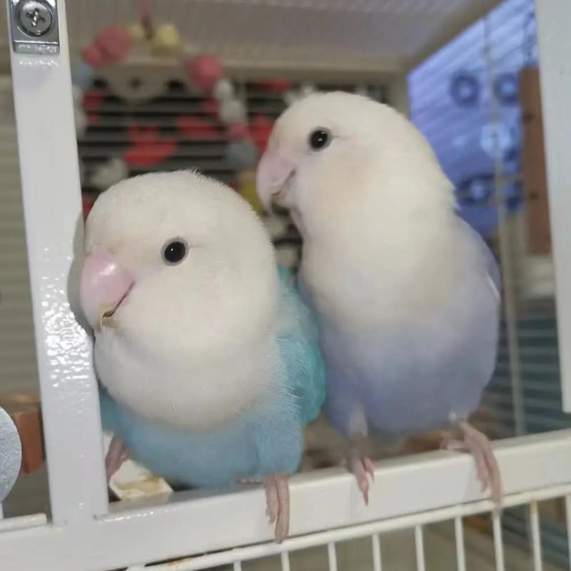 精养手养亲人牡丹鹦鹉雏鸟适合当宠物鸟