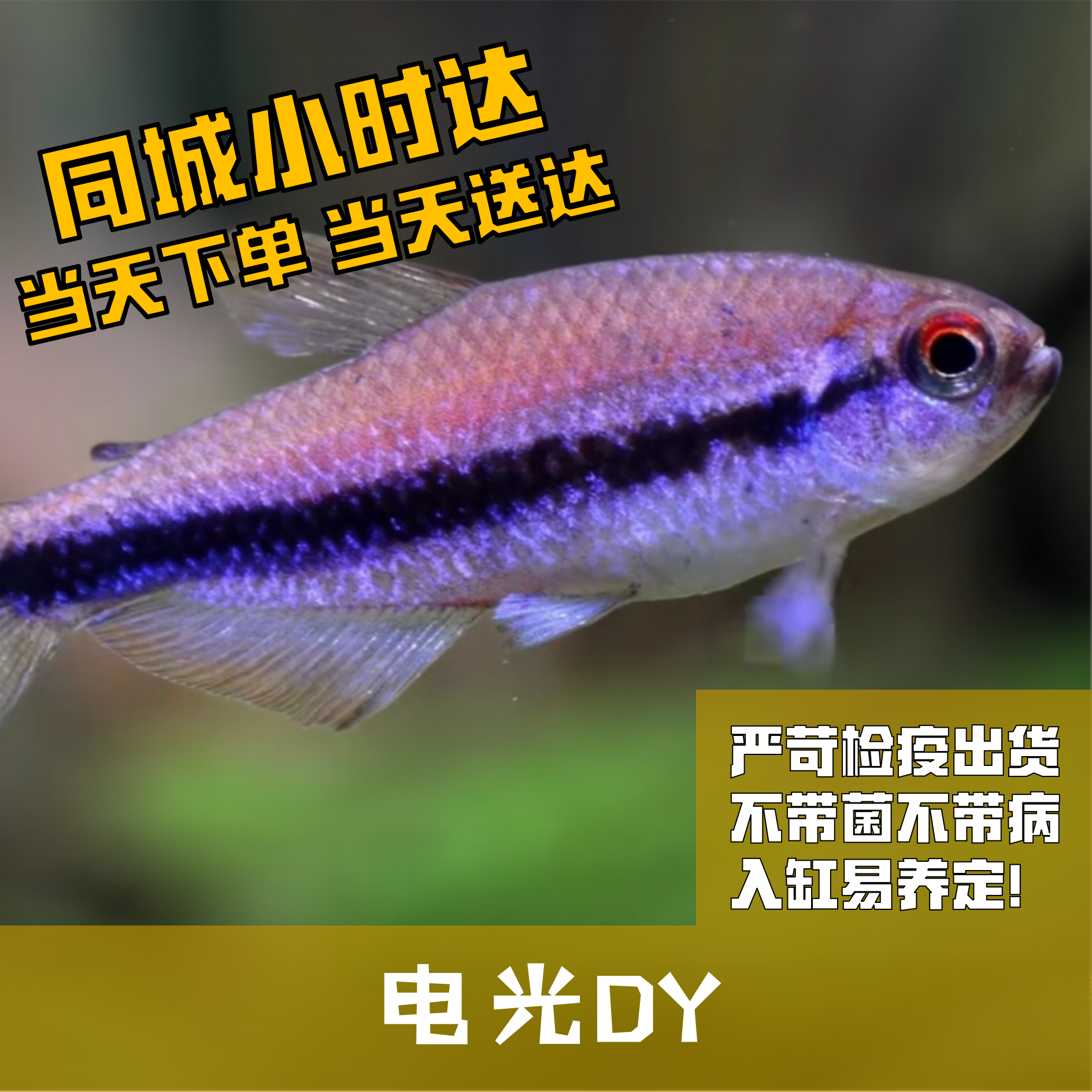 Boo小鱼电光DY小型灯科鱼