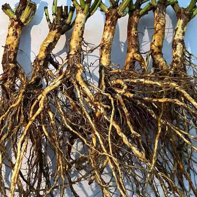 文羽景实生根  蔷薇根  标准根