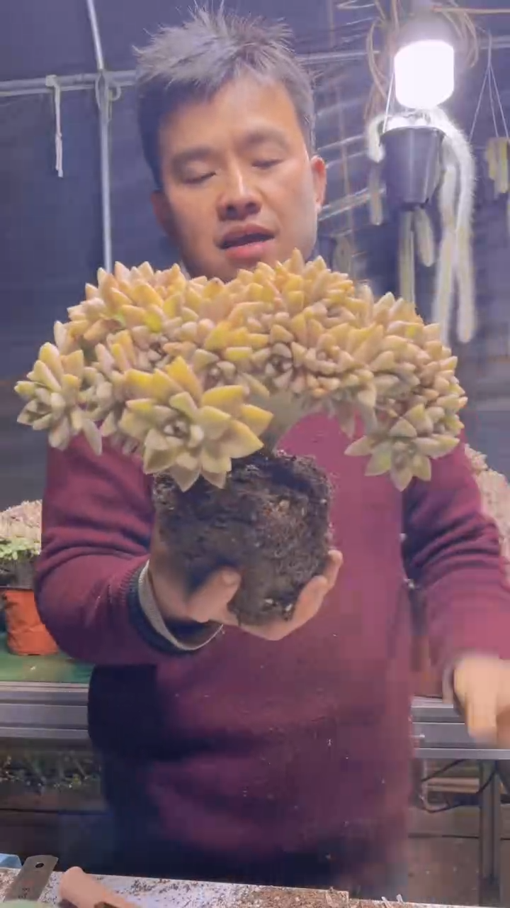 285淡雪缀化一物一拍