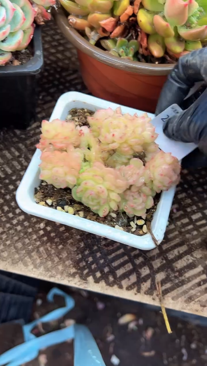 花****～多肉植物一物一拍23423