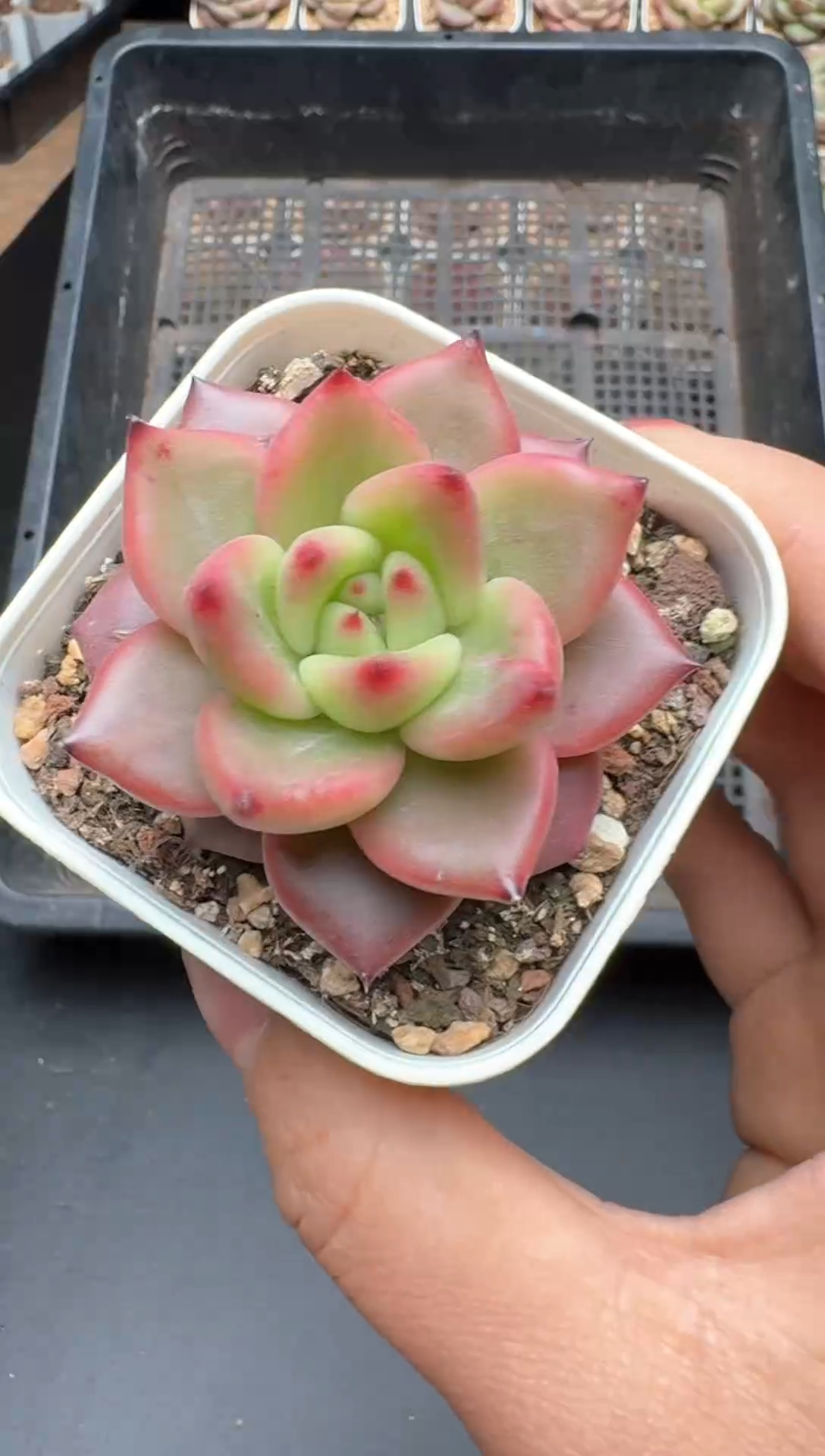 【闪购商品】298号一物一拍珍妮多肉花卉植物3颗起发