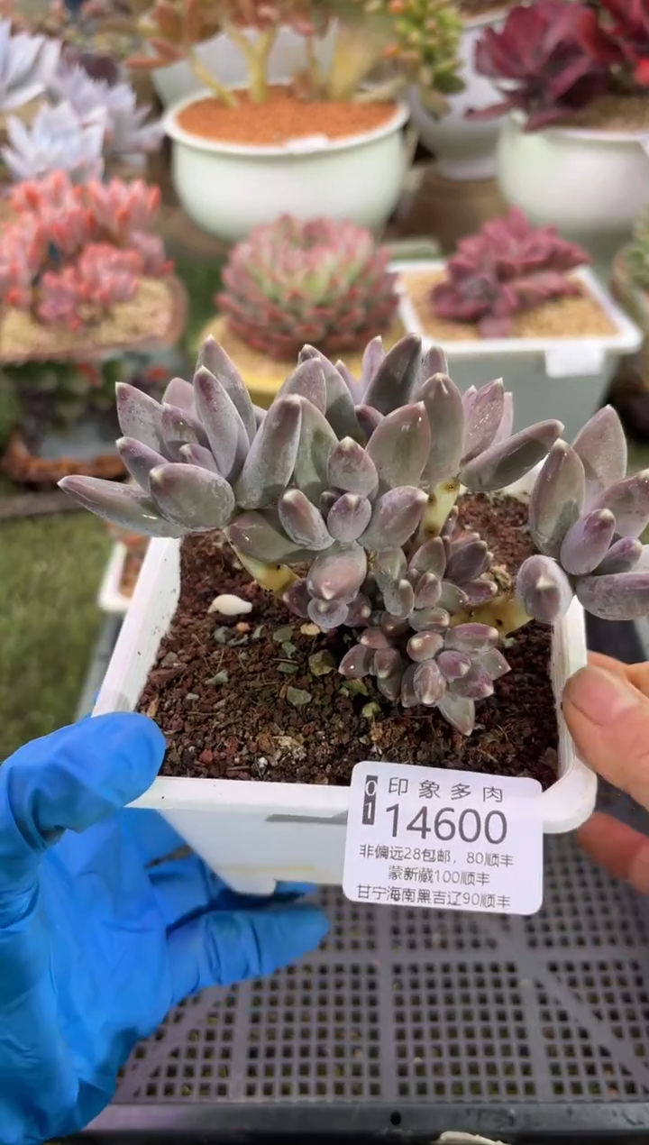 【闪购商品】14600