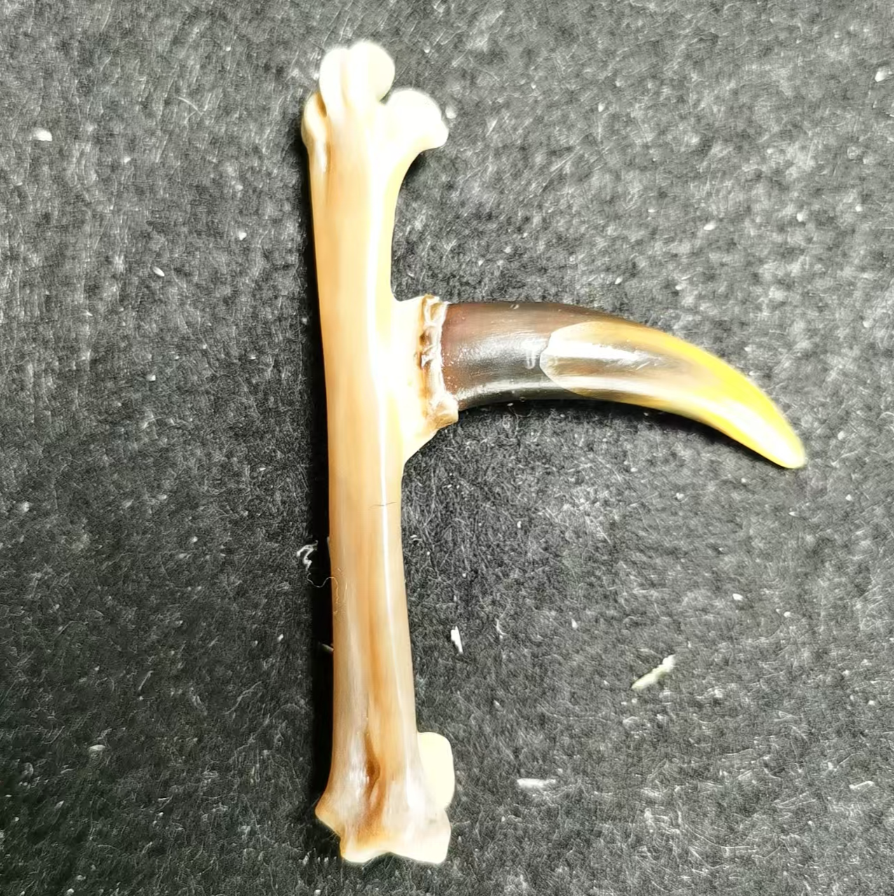 文玩鸡爪骨手把件