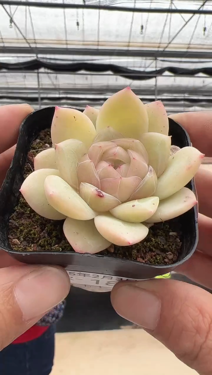 【闪购商品】新款多肉-184