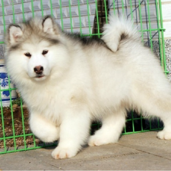 豪宠物狗活体全品类黑白边牧陨石比熊萨摩耶