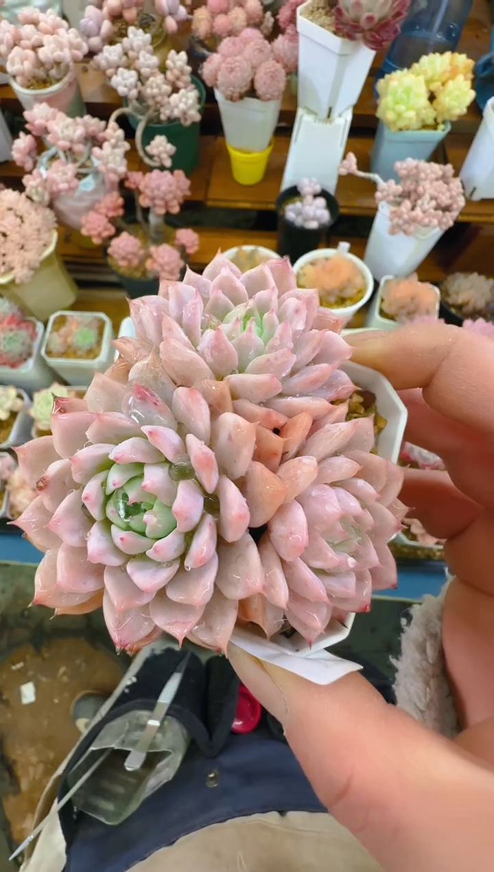 【闪购商品】春—191—仙农(红拂女）